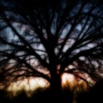 Scary Tree in the Park